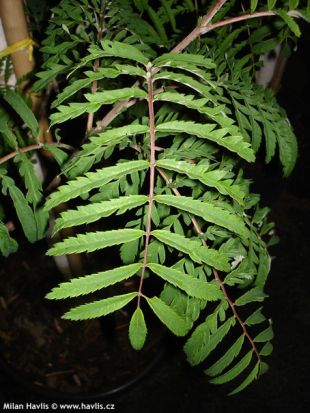 Sorbus cashmiriana 'Chinese Lace' - jeřáb kašmírský
