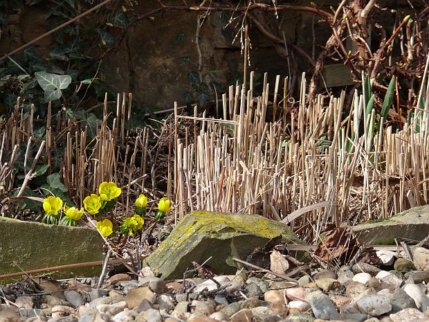 Březen: trsy travin seřízneme až u země  (PROVOBIS)
