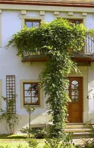 Pillnitz / Sachsen: Ideale Kultur für Blauregen
