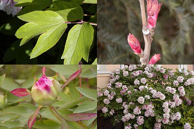 Paeonia suffruticosa - pivoňka dřevitá