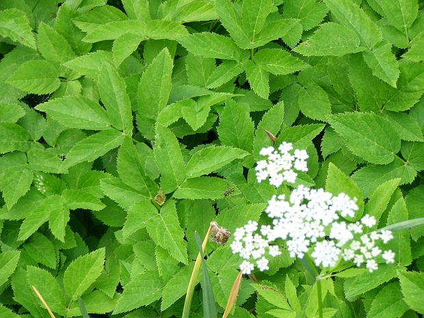 Rostlinolékař: Aegopodium podagraria - bršlice kozí noha