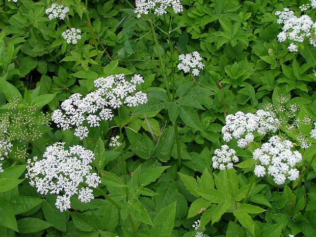 Rostlinolékař: Aegopodium podagraria - bršlice kozí noha