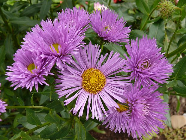 Erigeron speciosus - turan