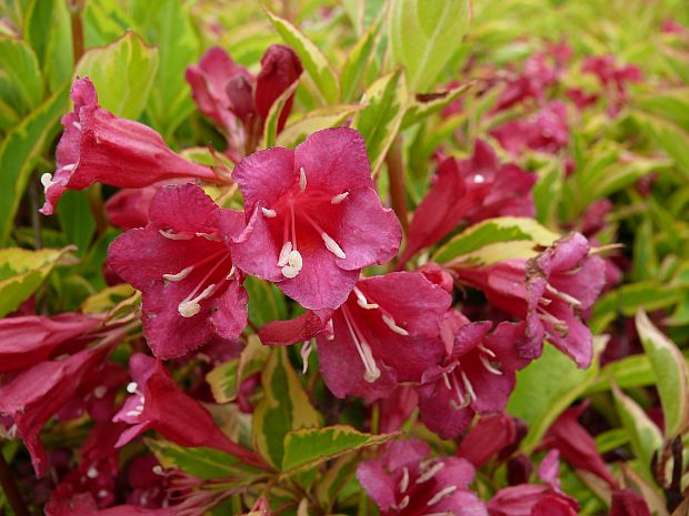 Weigela - zanice, vajgélie (PROVOBIS)