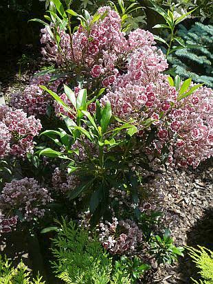 Kalmia latifolia - mamota širokolistá Kalmia latifolia - mamota širokolistá