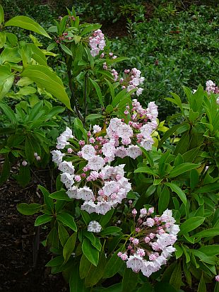 Kalmia latifolia - mamota širokolistá Kalmia latifolia - mamota širokolistá