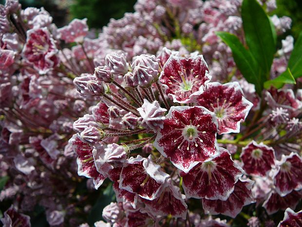 Kalmia latifolia - mamota širokolistá Kalmia latifolia - mamota širokolistá