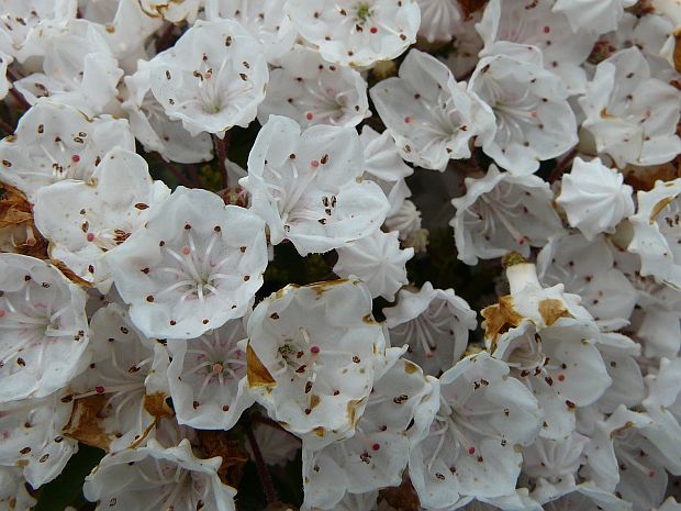 Kalmia latifolia - mamota širokolistá Kalmia latifolia - mamota širokolistá