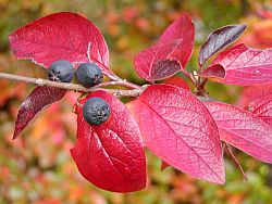 Cotoneaster Cotoneaster