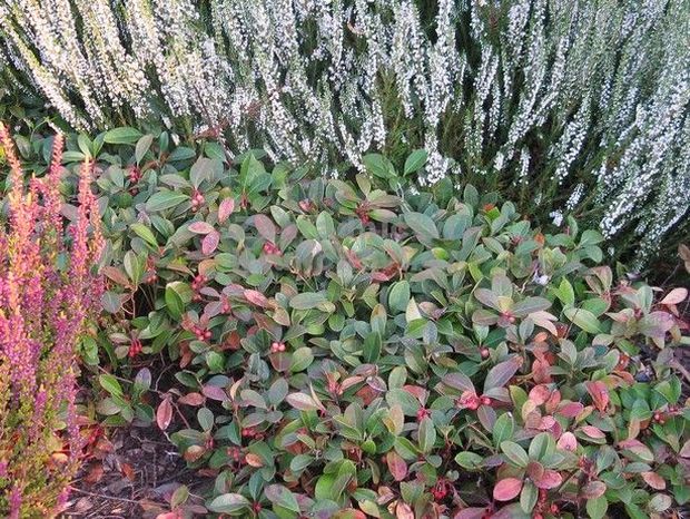 Gaultheria procumbens - libavka polehlá