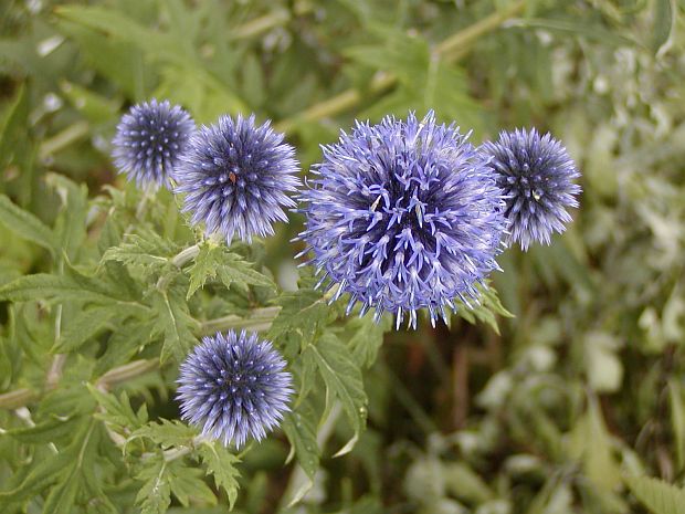 Okrasné bodláky: bělotrn - Echinops