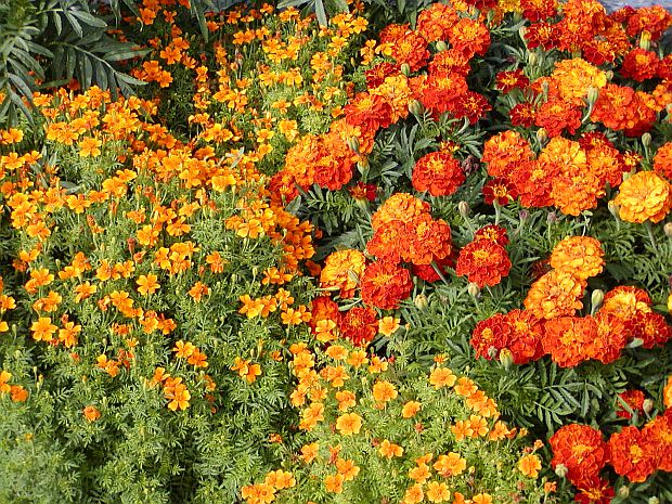 Rostlinolékař - ozdravení půdy aksamitníkem