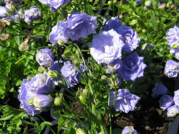 Campanula cochleariifolia 'Blaue Taube' - zvonek