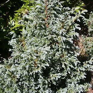 Chamaecyparis pisifera 'Bouleward' - cypřišek hrachonosný