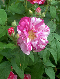 Rosa gallica 'Versicolor'