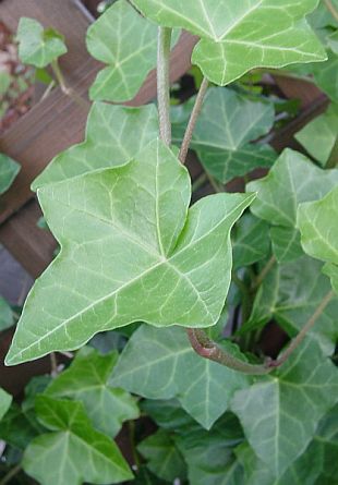 Hedera Helix - brečtan popínavý