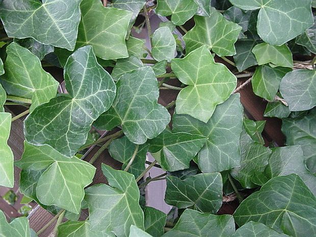 Hedera Helix - brečtan popínavý