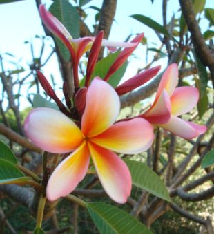 Plumeria - plumérie