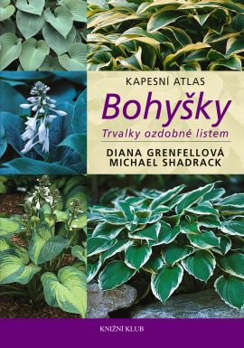 Bohyšky - trvalky ozdobné listem Bohyšky - trvalky ozdobné listem