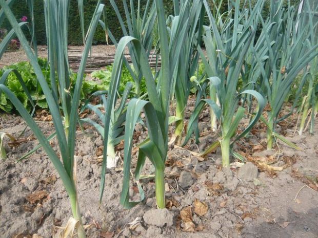 Rostlinolékař - ochrana póru před škůdci, pór zahradní