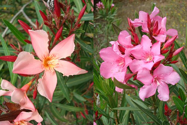 Přenosné rostliny: Oleandr obecný, Nerium oleander