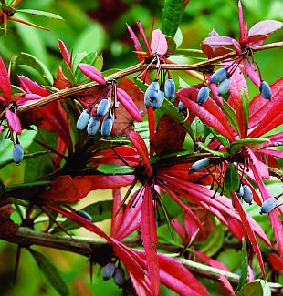 Berberis julianae - dřišťál Juliin (PROVOBIS)