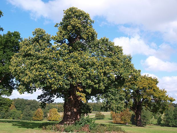Castanea sativa - kaštanovník setý (TIP ZC CS)