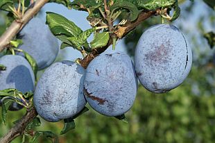 Slivoně: Prunus domestica 'Haganta' - slivoň (TIP ZC CS)