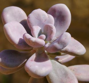Graptopetalum amethystinum