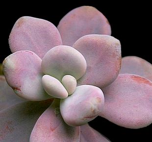Graptopetalum amethystinum