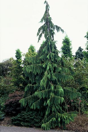 Chamaecyparis nootkatensis Pendula - cypříšek nutkajský (PPH)