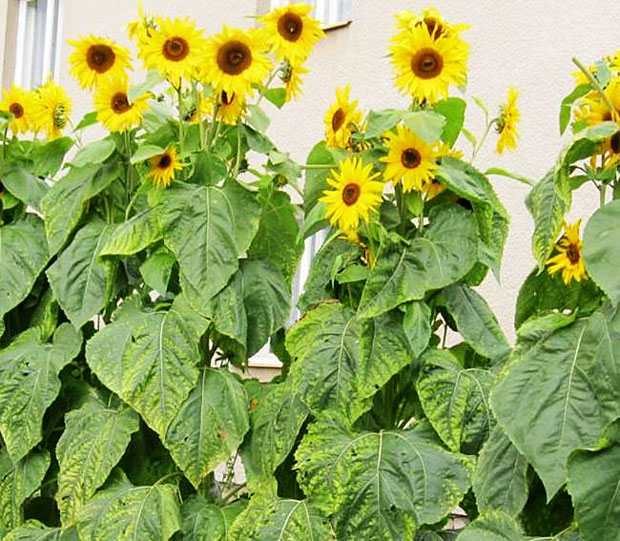 Helianthus annus - slunečnice roční