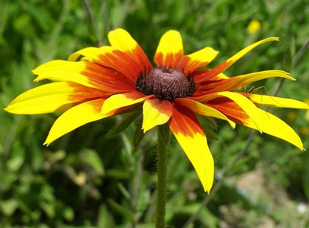 Rudbeckia hirta - třapatka srstnatá