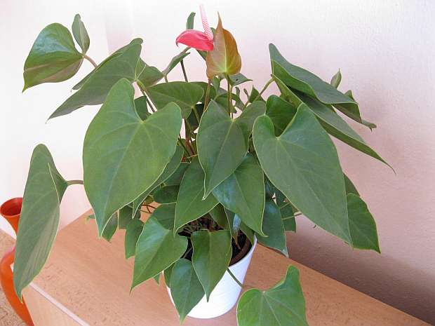 Anthurium scherzerianum - toulitka chvostoskvětá