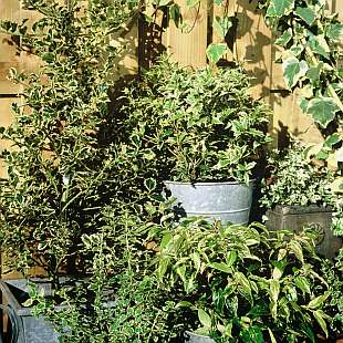 Euonymus fortunei - brslen Fortuneův (PROVOBIS) Euonymus fortunei - brslen Fortuneův (PROVOBIS)