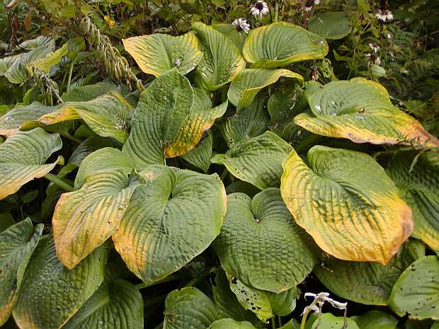 Rostlinolékař - když listy bohyšek chřadnou