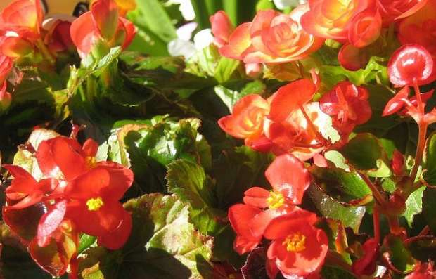 Jarní cibuloviny - pěstování