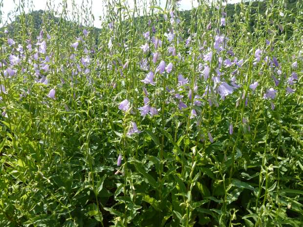 Adenophora confusa 'Hemelstraling' - zvonovec Adenophora confusa 'Hemelstraling' - zvonovec