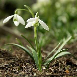 Galanthus - sněženka (PROVOBIS) Galanthus - sněženka (PROVOBIS)