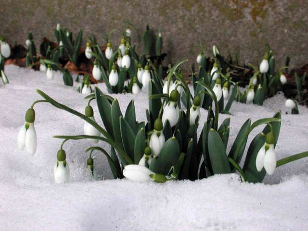 Galanthus - sněženka (PROVOBIS) Galanthus - sněženka (PROVOBIS)