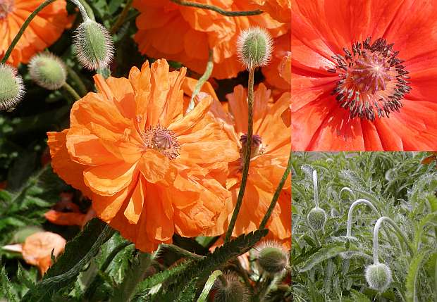 Papaver orientale - mák východní