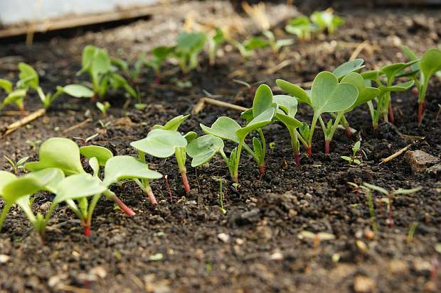 Duben - jednocení výsevů (PROVOBIS)