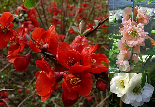 Chaenomeles - kdoulovec  (TIP ZC CS)
