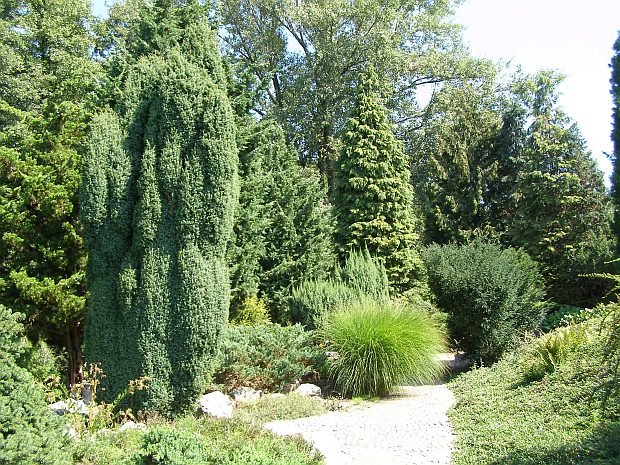 Zahradní konifery (2)
