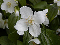Philadelphus coronarius Philadelphus coronarius