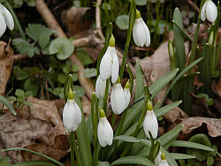 Schneeglöckchen (Galanthus nivalis)