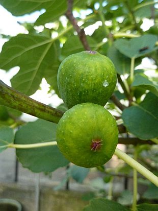 Ficus carica - fíkovník smokvoň