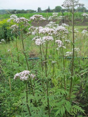 Valeriana officinalis - valeriána lekárska