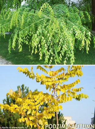 Gymnocladus dioica - nahovětvec