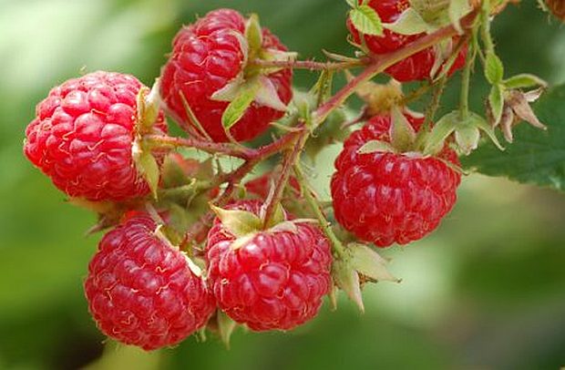 Rubus idaeus - ostružina malinová (MONIKAOFF)